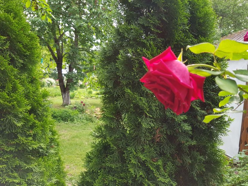  - 2020 Poiana Ciresului