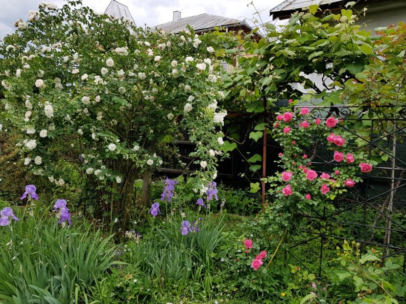  - 2020_Roze Idilic Garden