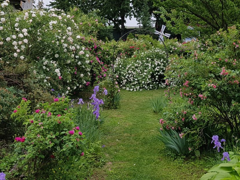  - 2020_Roze Idilic Garden