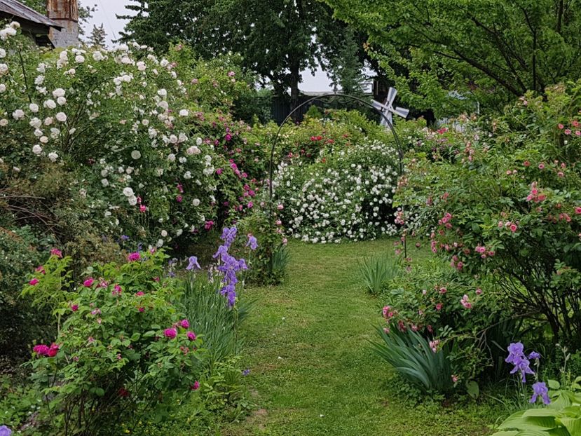  - 2020_Roze Idilic Garden