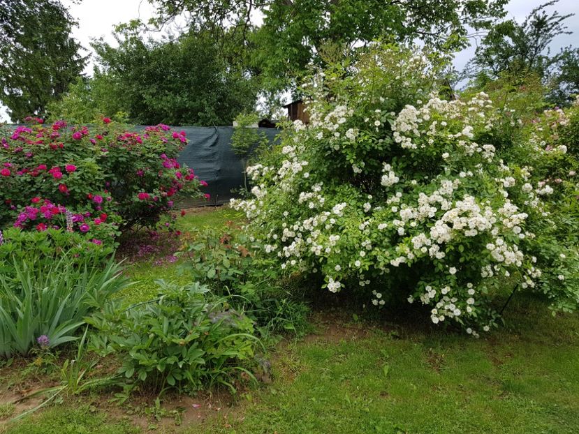  - 2020_Roze Idilic Garden