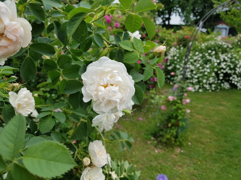  - 2020_Roze Idilic Garden