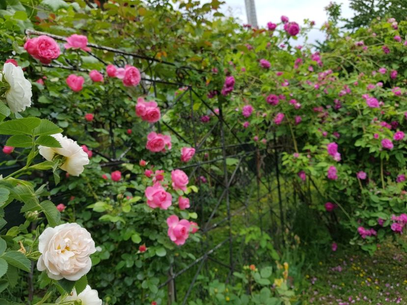  - 2020_Roze Idilic Garden