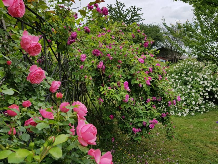  - 2020_Roze Idilic Garden