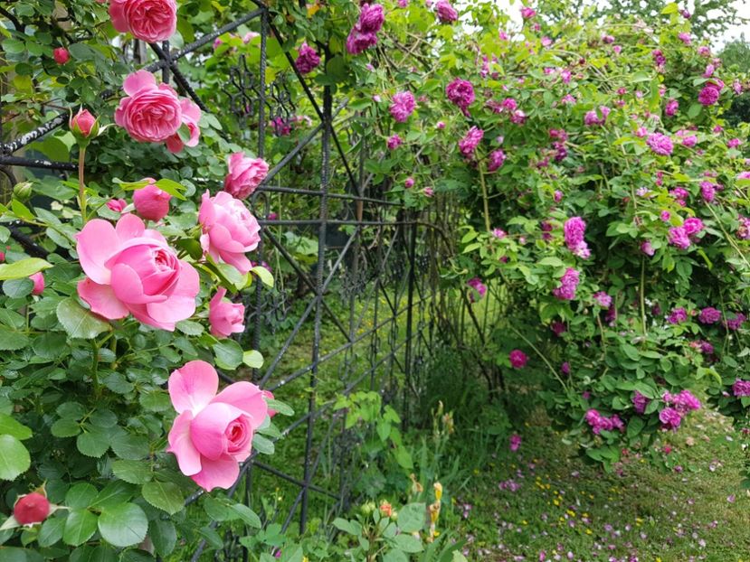  - 2020_Roze Idilic Garden