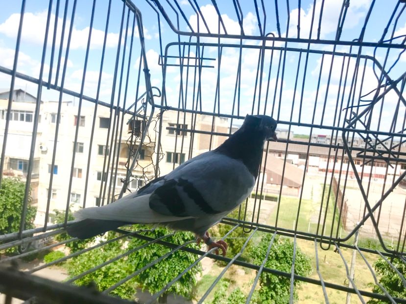 232DD97C-157E-4AE0-B1BC-EF30BB57182E - Pui Zburator Beograd