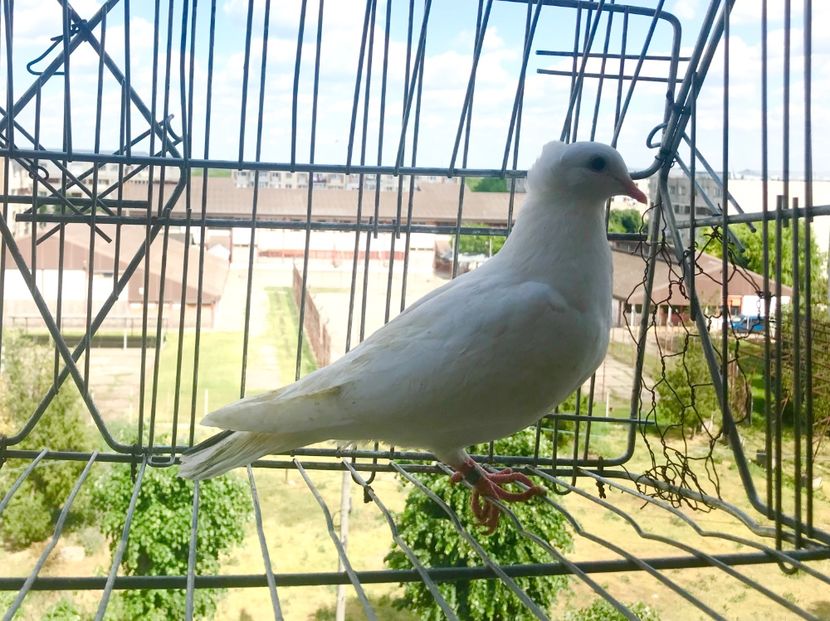 7483C8B6-D196-4A97-AC3C-2E788D056828 - Pui Zburator Beograd