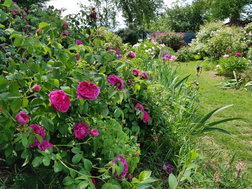  - 2020_Roze Idilic Garden