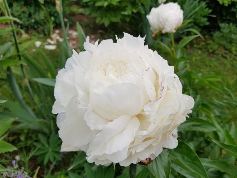 Shirley Temple - 2020 Bujori