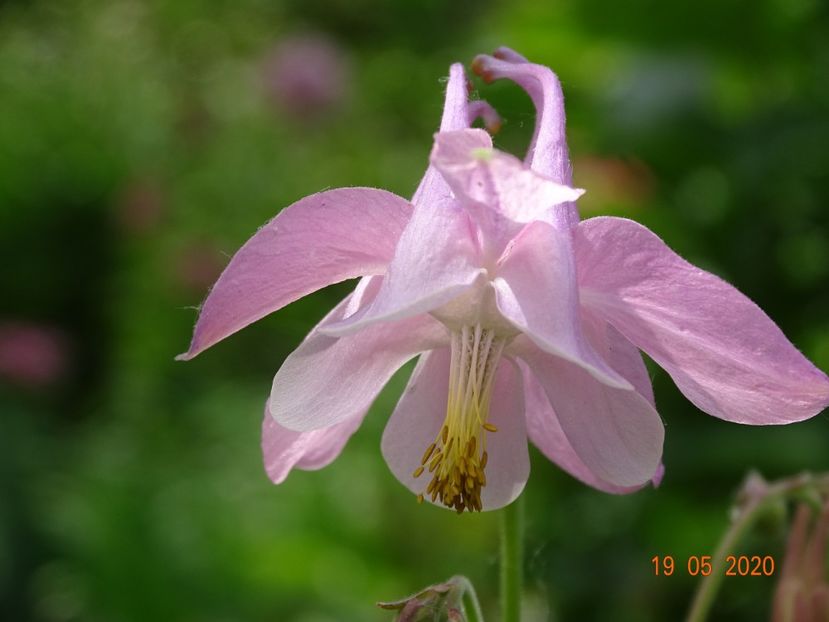  - Aquilegia 2020