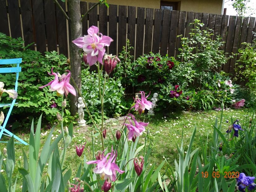  - Aquilegia 2020