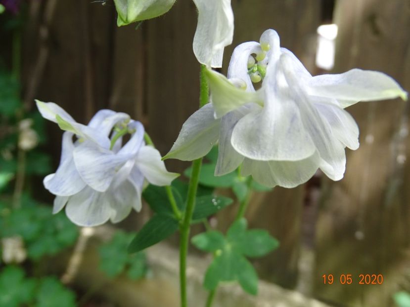  - Aquilegia 2020