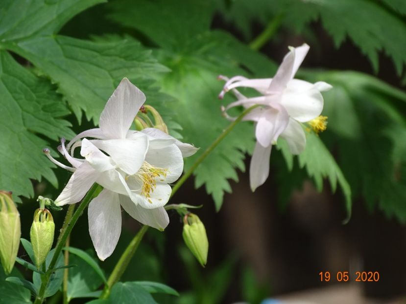  - Aquilegia 2020