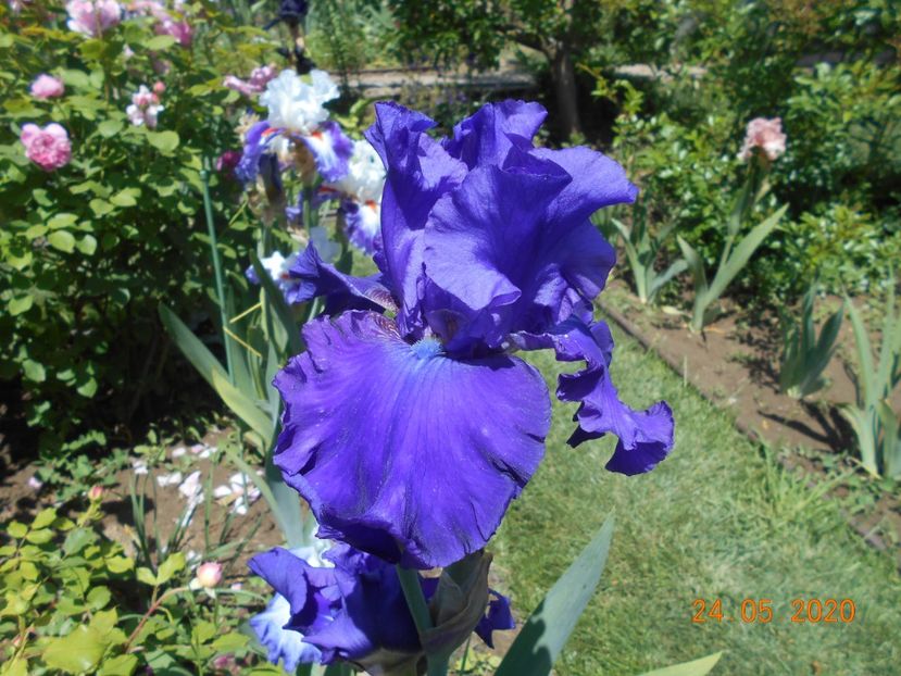 Indigo Princes - 1Irisi 2020