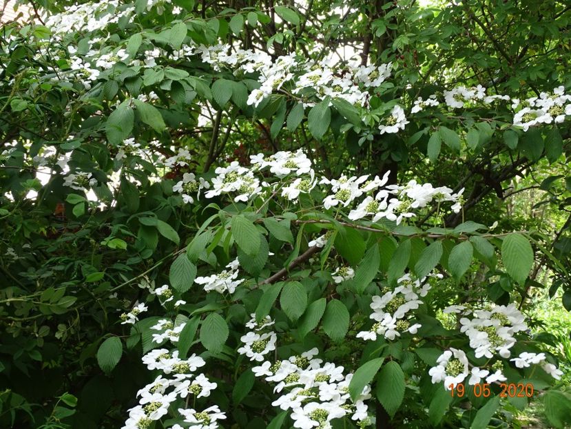  - Copacei si arbusti 2020