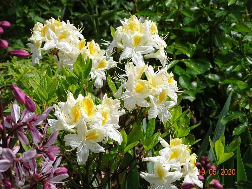  - Copacei si arbusti 2020