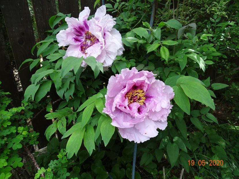  - Bujori arbustivi si itoh 2020