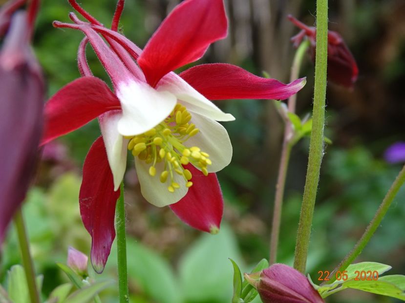 Crimson Star - Aquilegia 2020