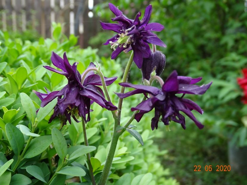  - Aquilegia 2020