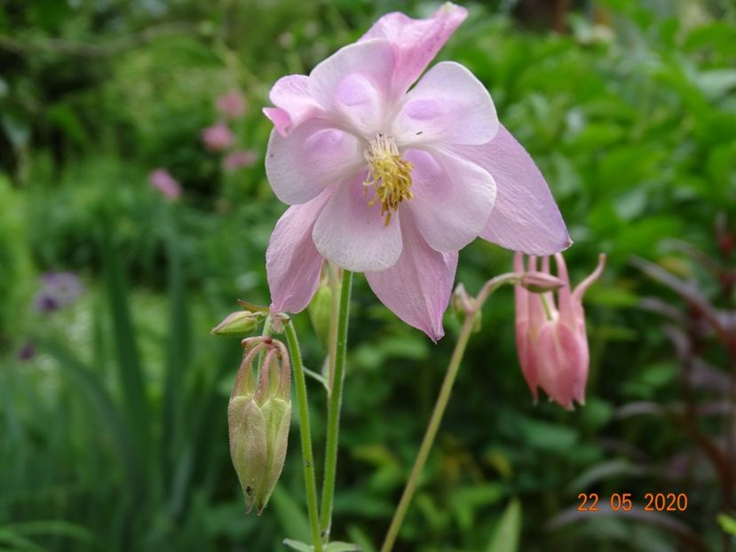  - Aquilegia 2020