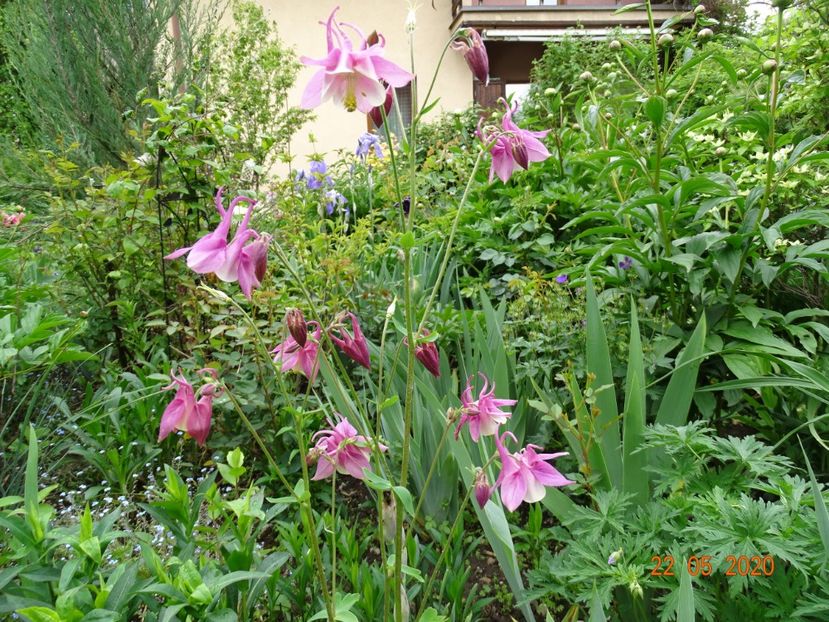  - Aquilegia 2020