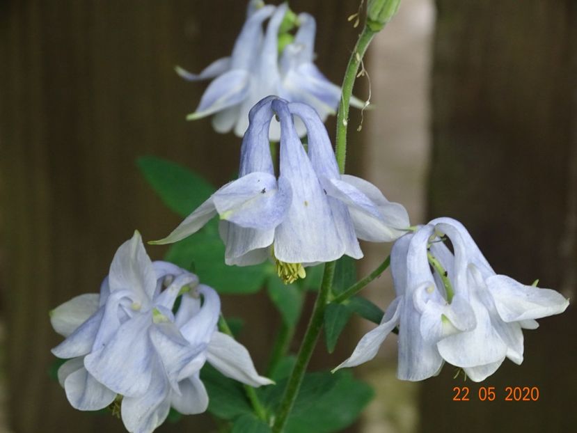 - Aquilegia 2020