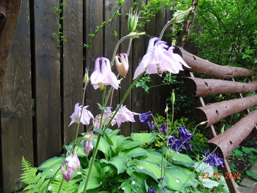  - Aquilegia 2020