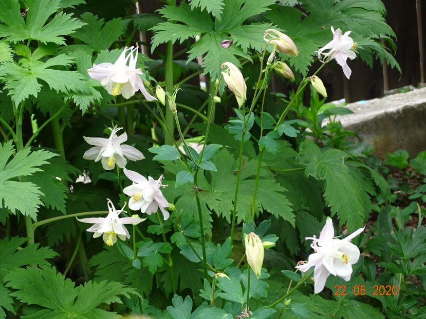  - Aquilegia 2020