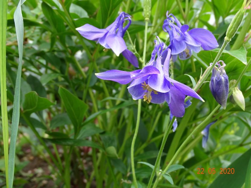  - Aquilegia 2020