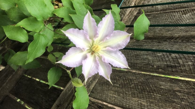 DBEA5DEA-F31C-4131-8FC5-26DA4C49637D - 0021 GRADINA IN 2018 2020
