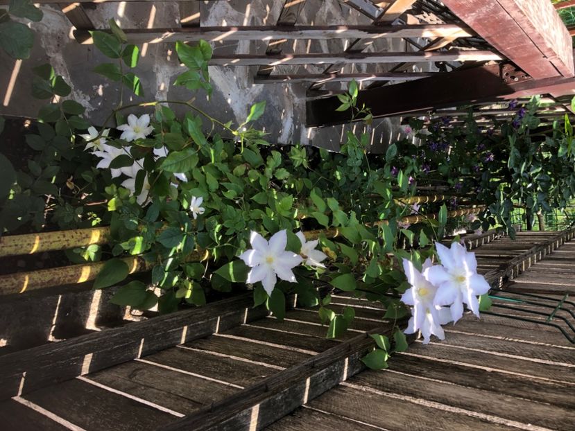 DE2571F0-FEFA-4E3E-8C7E-A6F93DAC0B8E - 0021 GRADINA IN 2018 2020