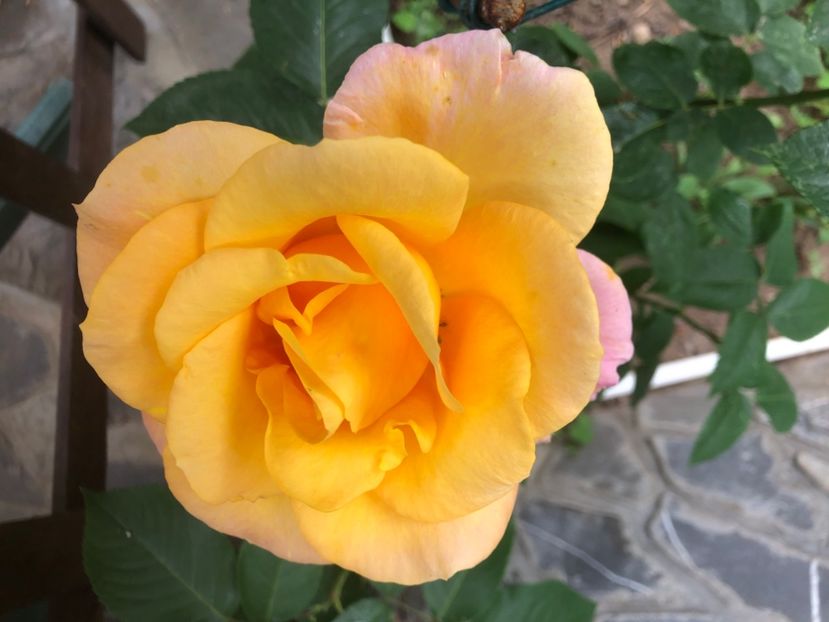 EC52CBF8-AA9A-4C73-B7D5-0F40ADF9640E - 0021 GRADINA IN 2018 2020