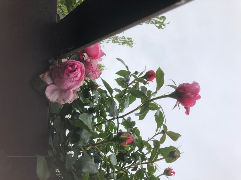 2DDA2588-043B-4F4C-998D-3A8103DC5B34 - 0021 GRADINA IN 2018 2020