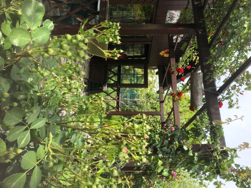 CA381D9A-D316-4096-B447-EC0BC55DA5B5 - 0021 GRADINA IN 2018 2020