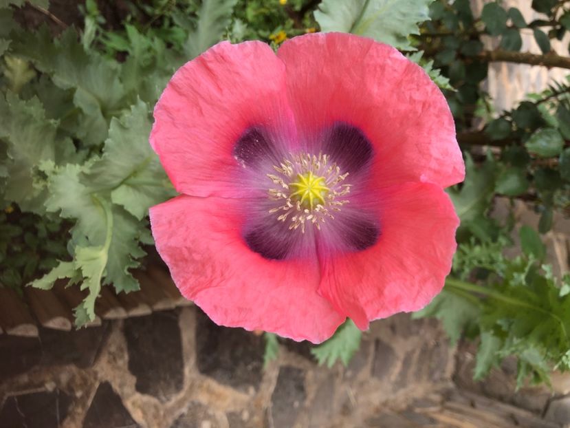 D6E2A834-50A6-4CBE-8D98-178A946DF8B6 - 0021 GRADINA IN 2018 2020