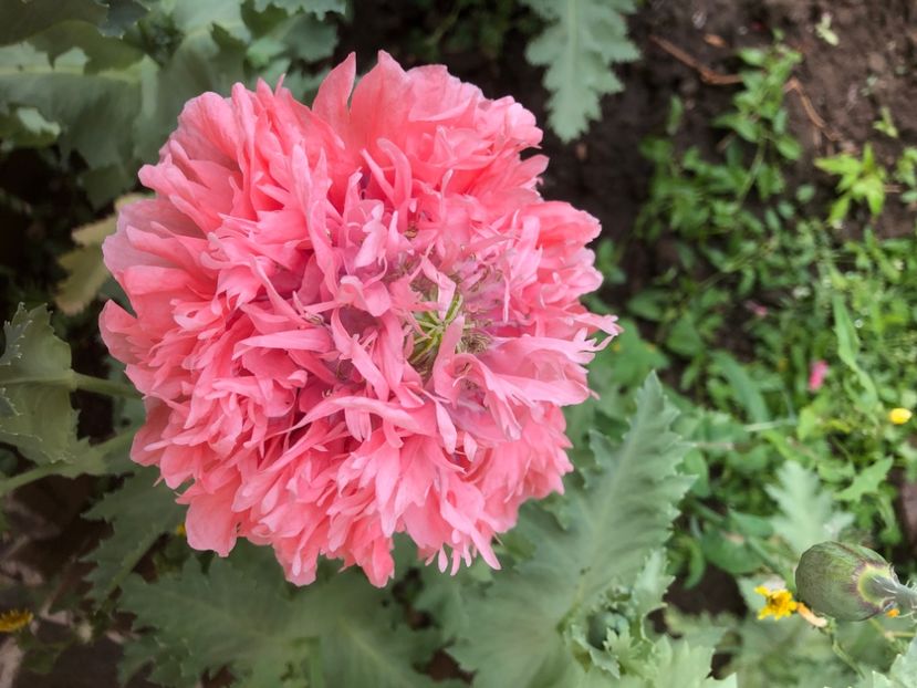 702FD97B-1841-4857-A931-F5D89A8C4E8A - 0021 GRADINA IN 2018 2020