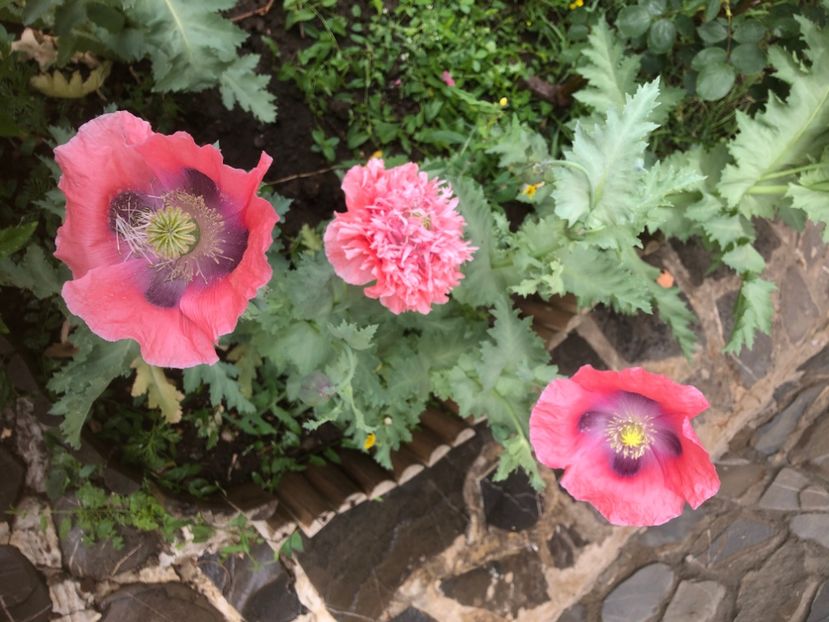 6756067C-C828-497B-9E1D-C5D7BCC9270D - 0021 GRADINA IN 2018 2020