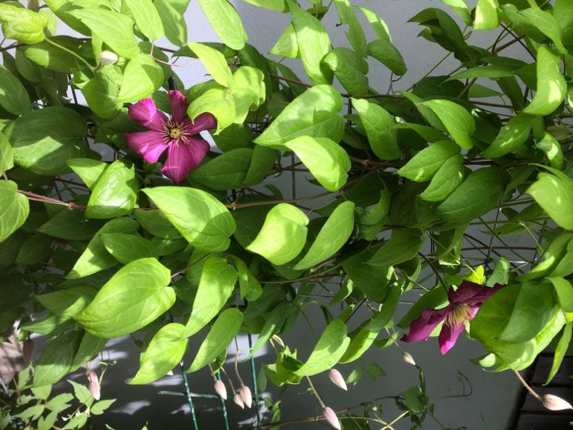 8CF53879-882D-4FD4-BA3A-B777D4404810 - 0021 GRADINA IN 2018 2020