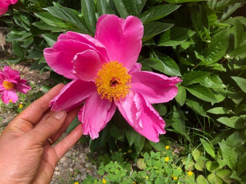 D28363CA-A5CC-4C93-8CBA-D6C41B029455 - 0021 GRADINA IN 2018 2020