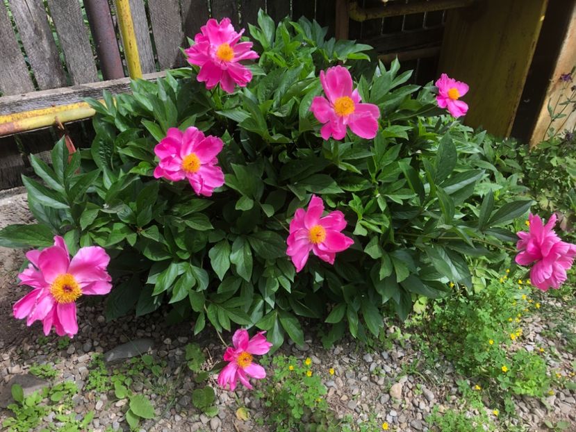 5DB53D9B-F2AF-4F26-9E82-5E1A5955E79E - 0021 GRADINA IN 2018 2020