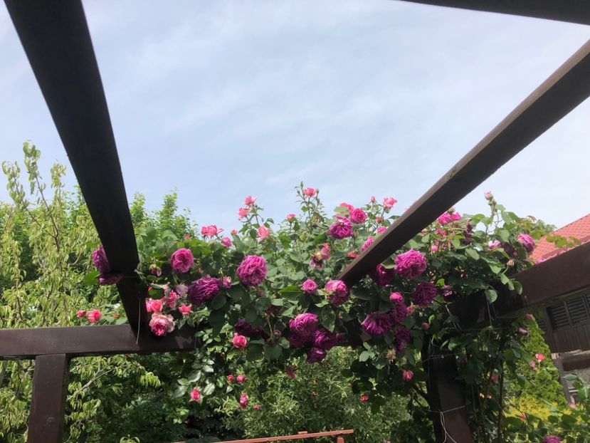 DFB940BC-1F45-4BD0-91AD-F80EF144743D - 0021 GRADINA IN 2018 2020