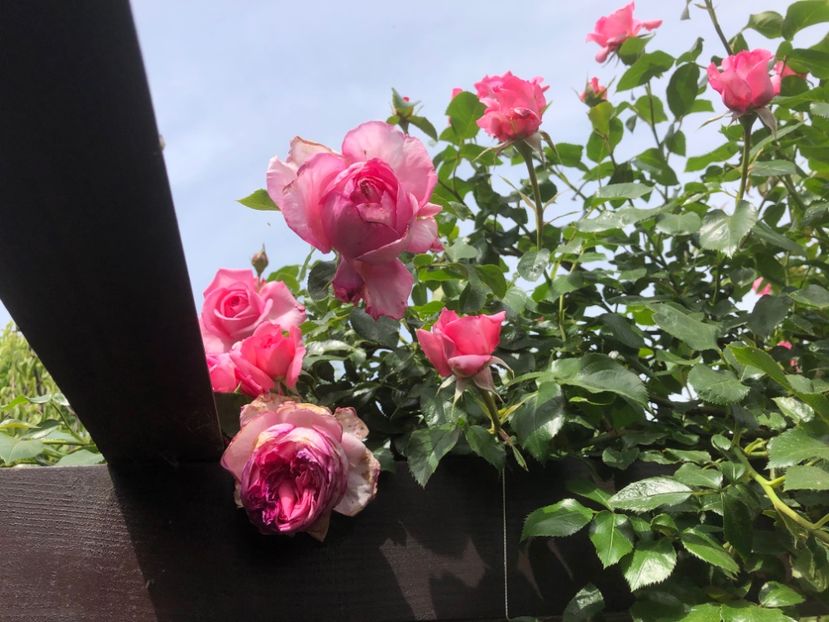 E4DB9243-43AC-4AF0-9F92-36ECC0FDA12D - 0021 GRADINA IN 2018 2020