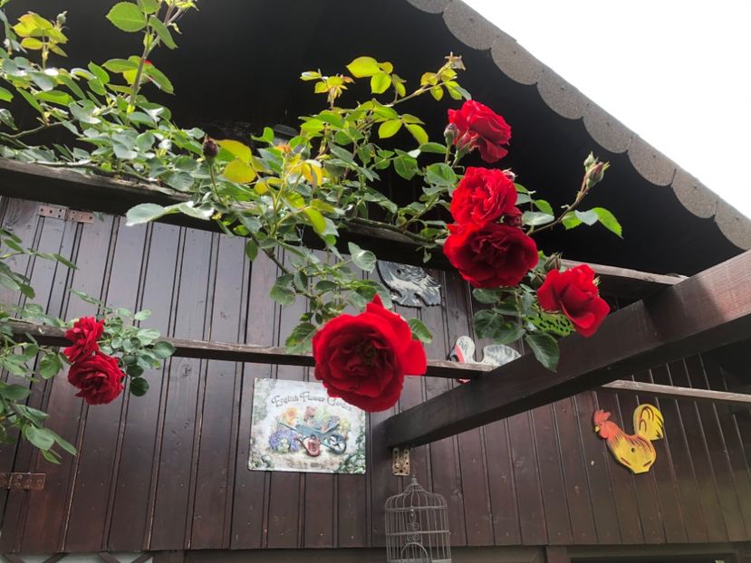 5503CE18-612D-41A8-ACDB-47D3F0054A14 - 0021 GRADINA IN 2018 2020