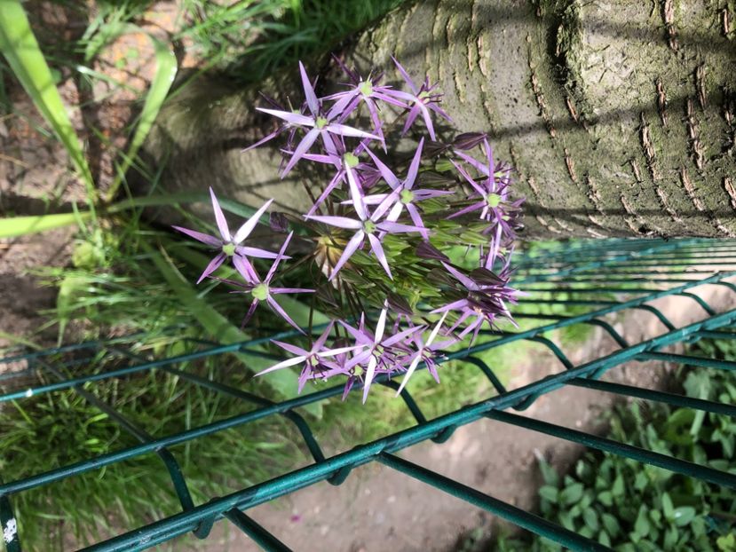 7DA996F3-02AF-45AE-8C9A-0B312515AD8C - 0021 GRADINA IN 2018 2020