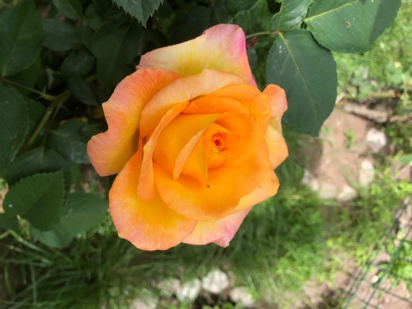 726B9703-1A5E-466D-A325-268A153CAB58 - 0021 GRADINA IN 2018 2020