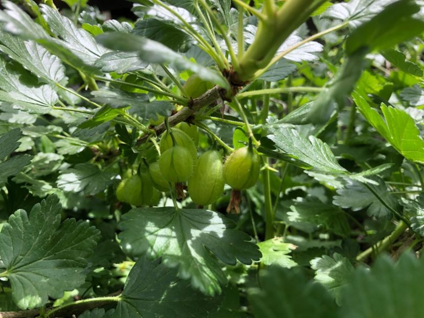 F0E5E6CA-E863-4F7E-8EEE-962D4E2112CC - 0021 GRADINA IN 2018 2020