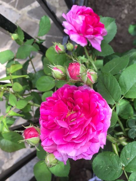 39716105-C17E-462C-A296-4A0B27183288 - 0021 GRADINA IN 2018 2020