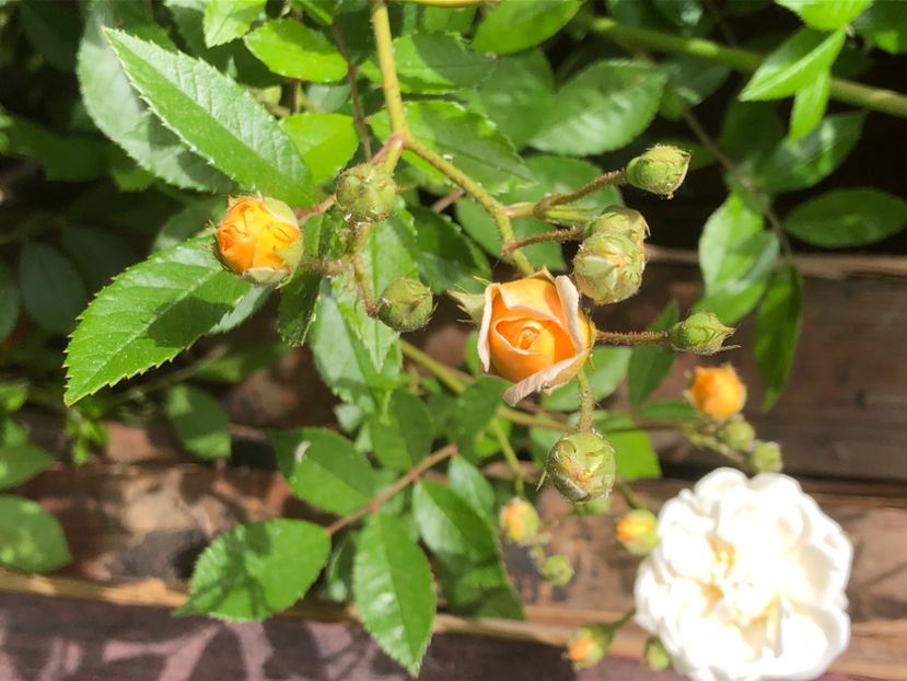 0B31D059-C190-4E64-8F2F-42E00CF7CE9F - 0021 GRADINA IN 2018 2020