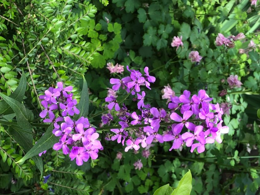 77D3DE8A-BDAF-400B-B457-2E52A86301AB - 0021 GRADINA IN 2018 2020