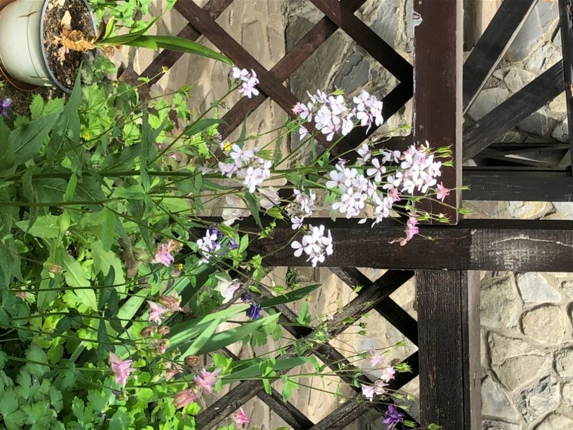 24E44DC6-EC16-4DCC-9464-5B96DDAC8FA1 - 0021 GRADINA IN 2018 2020